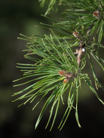 Twig of Pine -  Pinus - with Bud.