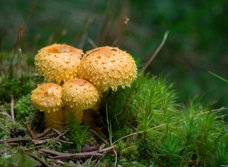 Young bodies of Pholiota flammans  - Flaming Pholiota.の写真素材