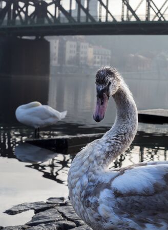 Swan under The Railway bridge on Vltava in Pragueの写真素材