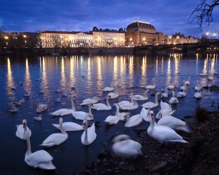 Swans on the Vltava river in the early evening with the National Theatre in the background.の写真素材