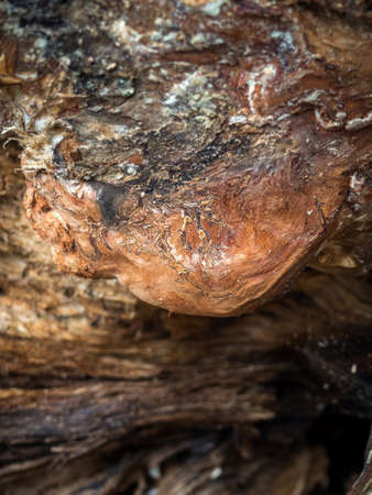 Close up of wood in the roots of an uprooted spruce treeのeditorial素材