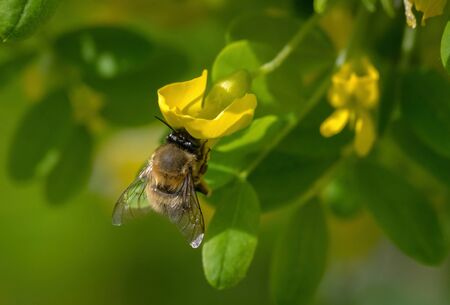 Close up of Hairy footed flower bee - Anthophora plumipes on a flowering acacia.の写真素材