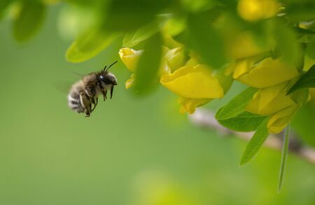 Close up of Hairy footed flower bee - Anthophora plumipes on a flowering acacia.の写真素材