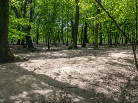 Devastation of Prokopske valley suburban forest on the outskirts of Prague due to drought together with high attendance in connection with the COVID-19 pandemicの写真素材