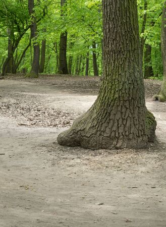 Devastation of Prokopske valley suburban forest on the outskirts of Prague due to drought together with high attendance in connection with the COVID-19 pandemicの写真素材