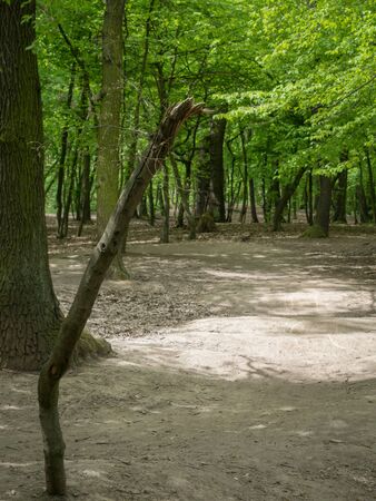 Devastation of Prokopske valley suburban forest on the outskirts of Prague due to drought together with high attendance in connection with the COVID-19 pandemicの写真素材