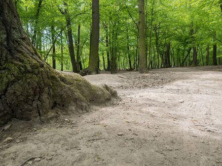 Devastation of Prokopske valley suburban forest on the outskirts of Prague due to drought together with high attendance in connection with the COVID-19 pandemicの写真素材