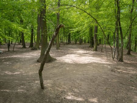 Devastation of Prokopske valley suburban forest on the outskirts of Prague due to drought together with high attendance in connection with the COVID-19 pandemicの写真素材