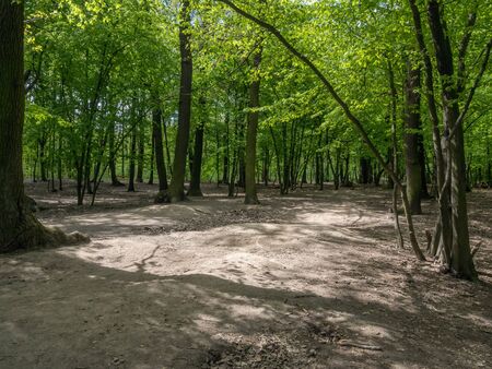 Devastation of Prokopske valley suburban forest on the outskirts of Prague due to drought together with high attendance in connection with the COVID-19 pandemicの写真素材