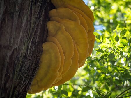 Crab or chicken of  the woods - sulphur polypore - Laetiporus sulphureus on a willow trunk.の写真素材