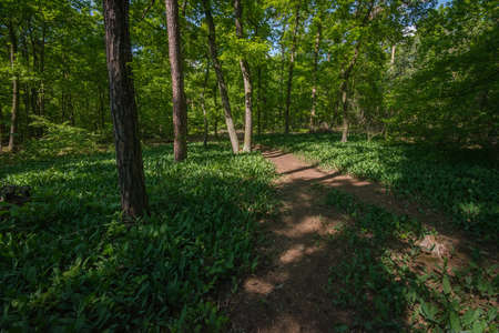 Lilies of the valley, blooming in an urban forest park.の写真素材