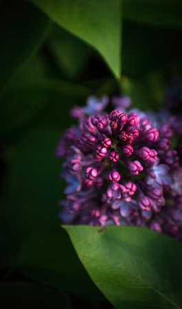 Close up of spring evenning lilacの写真素材
