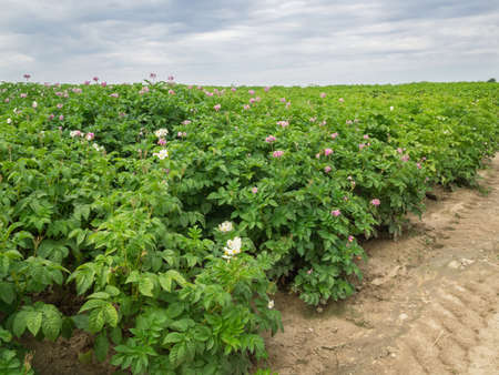 Flowering potato plants in the Bohemian-Moravian Highlandsの写真素材
