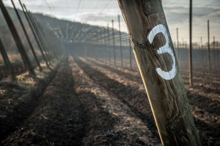 Hop field with high constructionの写真素材