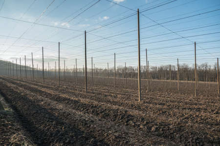 Hop field with high constructionの写真素材