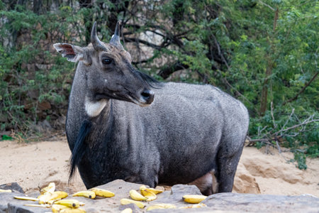 India. Rajasthan. Jaipur. Nilgaut (Boselaphus tragocamelus)の写真素材