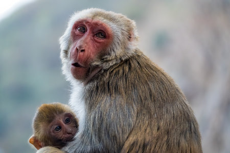 India. Rajasthan. Jaipur. Monkey temple (Galtaji temple). Portrait of a mother macaque and her babyの写真素材