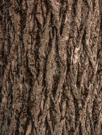 Wooden texture for create differents backgroundsの写真素材