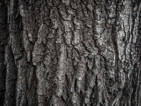 Wooden texture for create differents backgrounds
