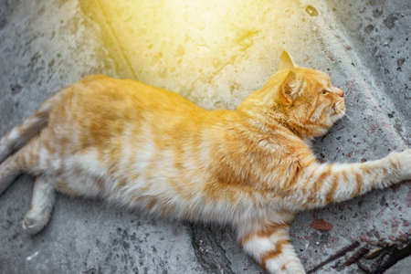 Red cat resting liesの写真素材