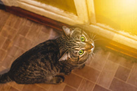 Gray cat looking up
