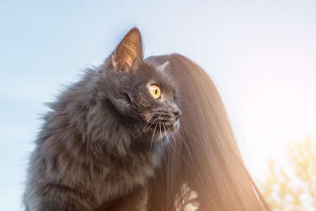 Girl carrying a cat in her armsの写真素材