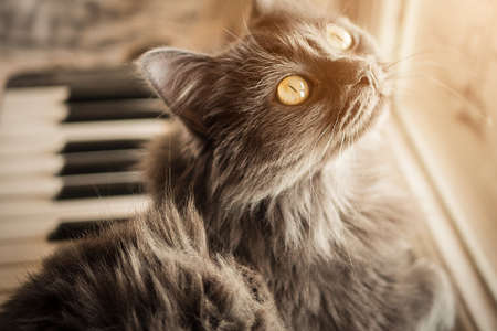 Gray cat lies on the pianoの写真素材
