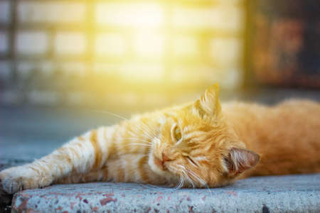 Red cat resting liesの写真素材