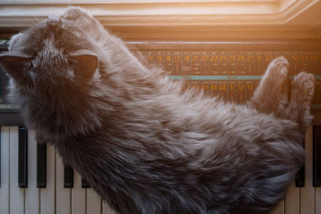 Gray cat lies on the pianoの写真素材