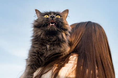 Girl carrying a cat in her armsの写真素材