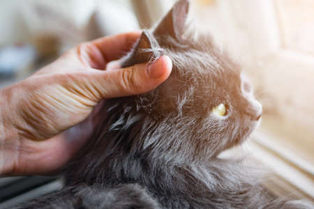 Hand stroking the cat on the head
