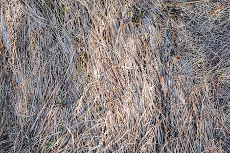 Grunge concrete texture, for backgroundsの写真素材