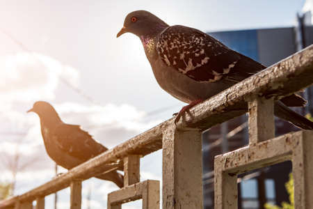Gray city pigeonsの写真素材