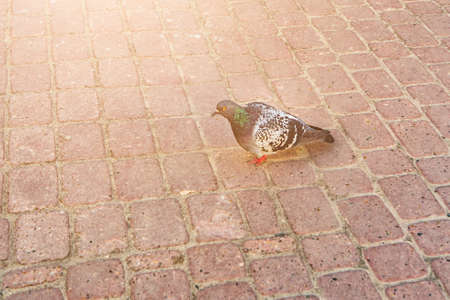 Gray city pigeonの写真素材