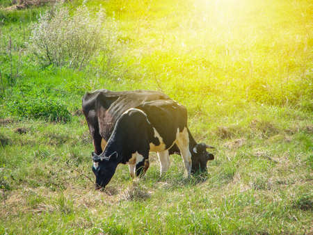 A cow grazing on a meadow on a summer dayの写真素材