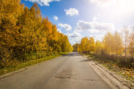Asphalt road passing through the forestの写真素材