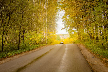 Asphalt road passing through the forestの写真素材