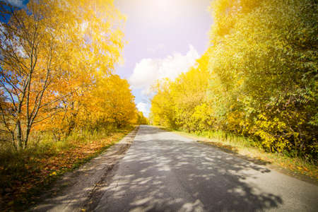 Asphalt road passing through the forestの写真素材