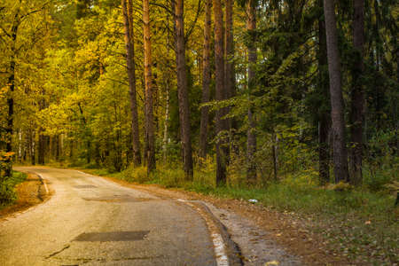 Asphalt road passing through the forestの写真素材