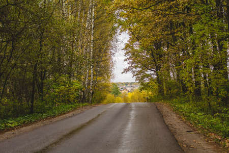 Asphalt road passing through the forestの写真素材