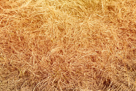 Texture of natural vegetation, spring photoの写真素材