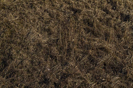 Texture of natural vegetation, spring photoの写真素材
