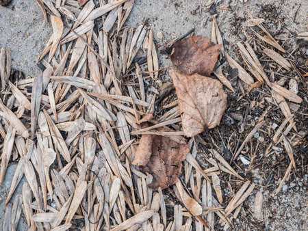 Texture of natural vegetation, spring photoの写真素材