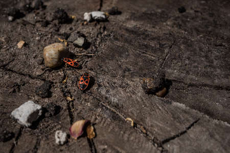 Two red and black beetles on hempの写真素材