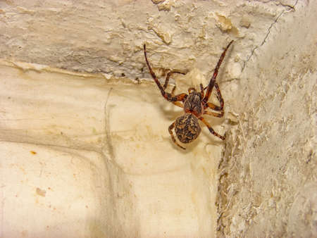 Spider hiding in the corner of the roomの写真素材