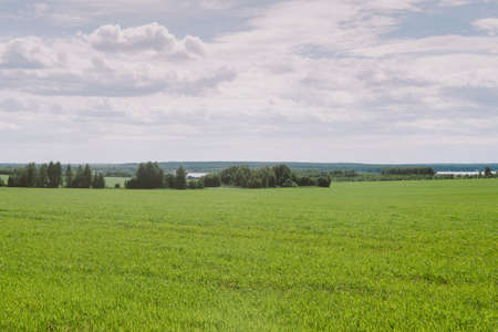 Field at the edge of the village, grass, summer day