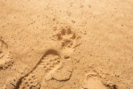 Texture of sand, on the beach near the seaの写真素材