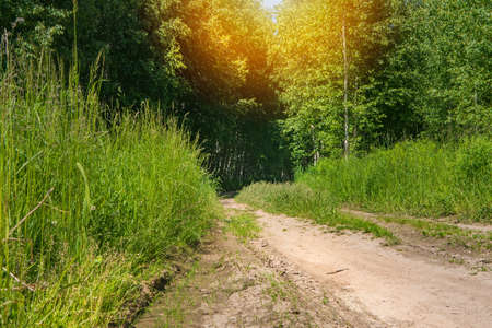 The sunny road passing through the forestの写真素材