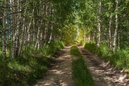The sunny road passing through the forestの写真素材