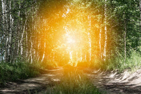 The sunny road passing through the forestの写真素材